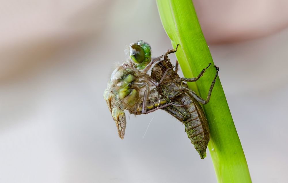 das schlüpfen einer weiblichen vierflecklibelle