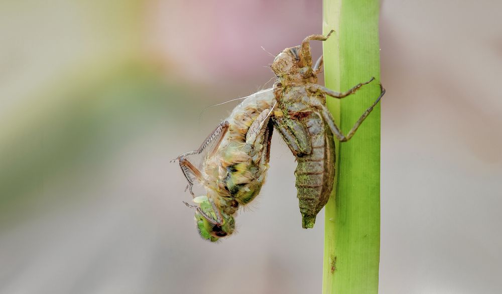 das schlüpfen einer weiblichen vierflecklibelle