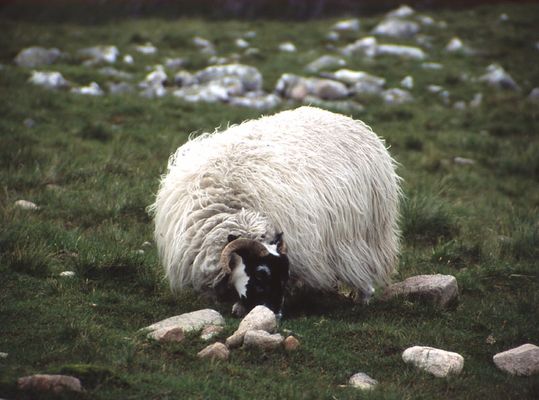 Das schmeckt aber...
