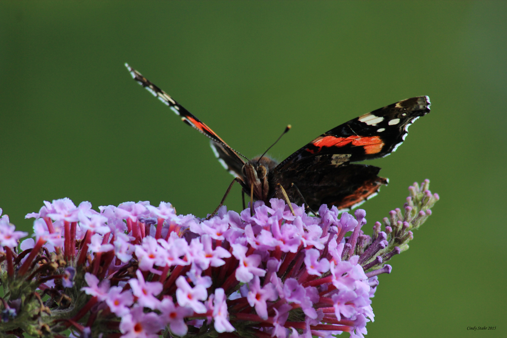 das schmeckt... Admiral am Sommerflieder