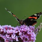 das schmeckt... Admiral am Sommerflieder