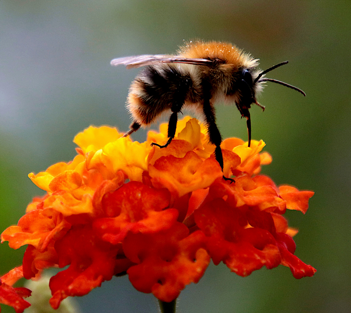 Das schmeckt dem Bienchen