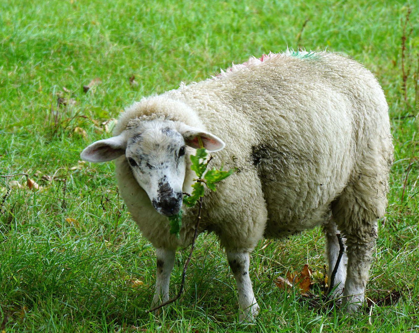 Das schmeckt fein