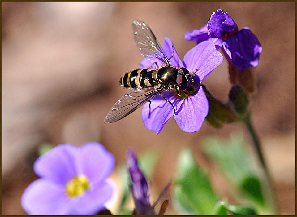 das schmeckt jeder fliege