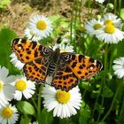 das schmeckt's doch jedem Schmetterling....auch dem Landkärtchen...