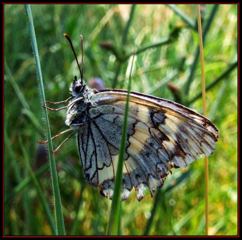 Das schmetterling