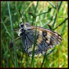 Das schmetterling