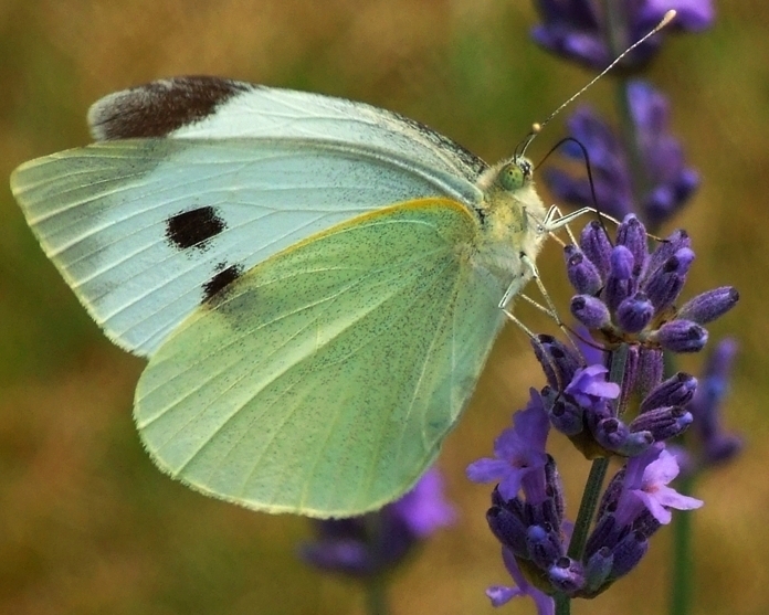 Das Schmetterling-2