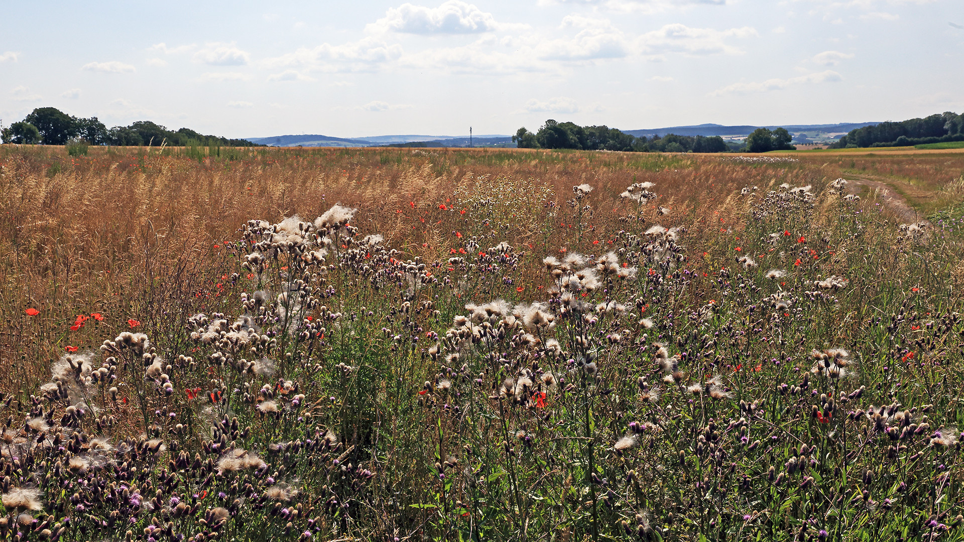 Das Schmetterlingsbiotop bei Burkhartswalde und im HG links...