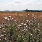 Das Schmetterlingsbiotop bei Burkhartswalde und im HG links...