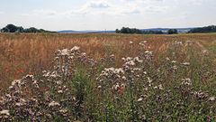 Das Schmetterlingsbiotop bei Burkhartswalde und im HG links...