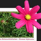 Das Schmuckkörbchen (Cosmea bipinnata)...