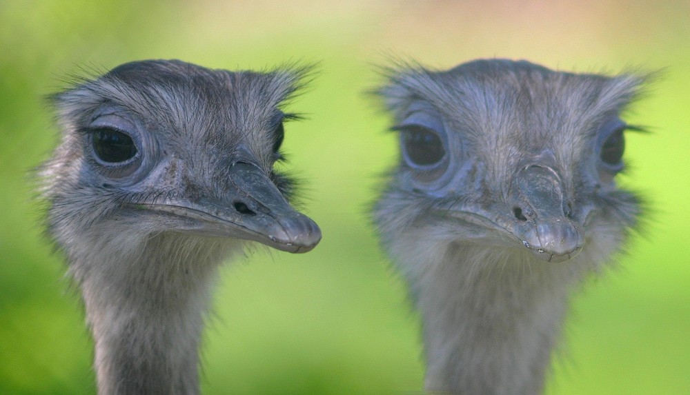 das schnabelduo