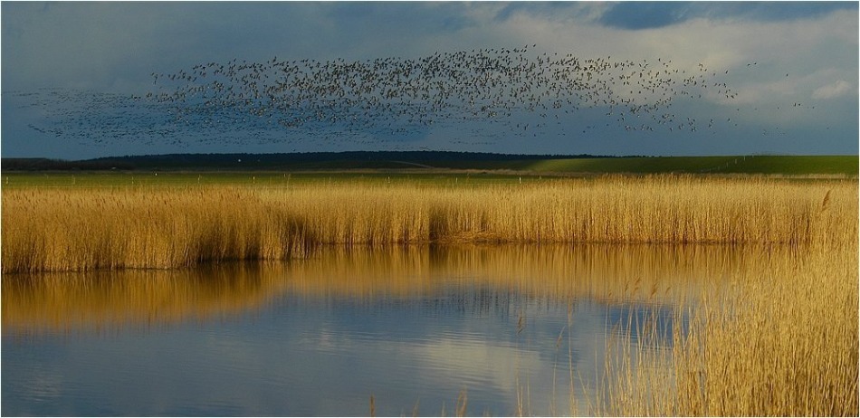 Das Schnattern der Gänse...