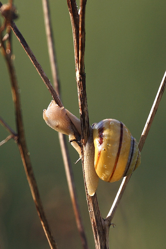 Das Schnecksche