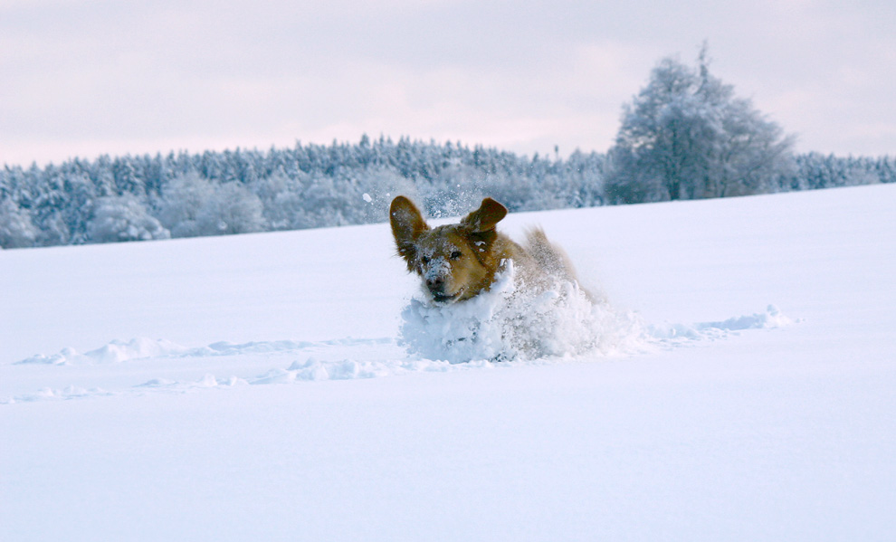 Das Schneemonster das aus der Tiefe kam..........