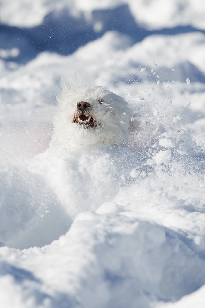 Das Schneemonster