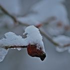 das Schneemützchen...