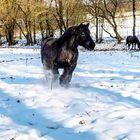 Das Schneepferdchen