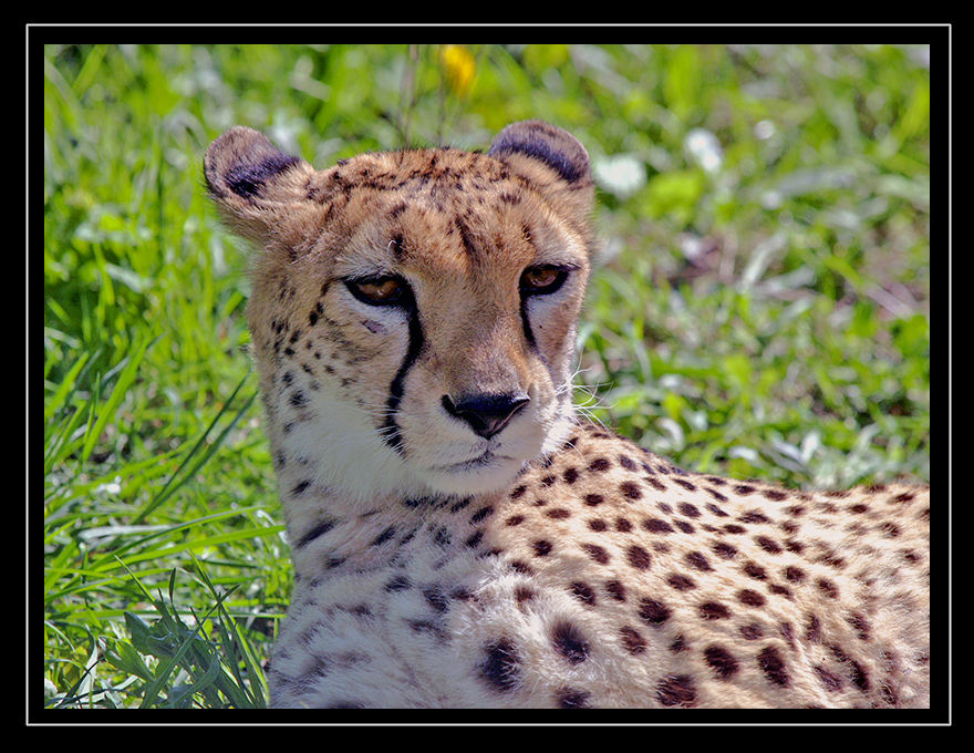 Das schnellste Landsäugetier der Welt - Gepard Reload