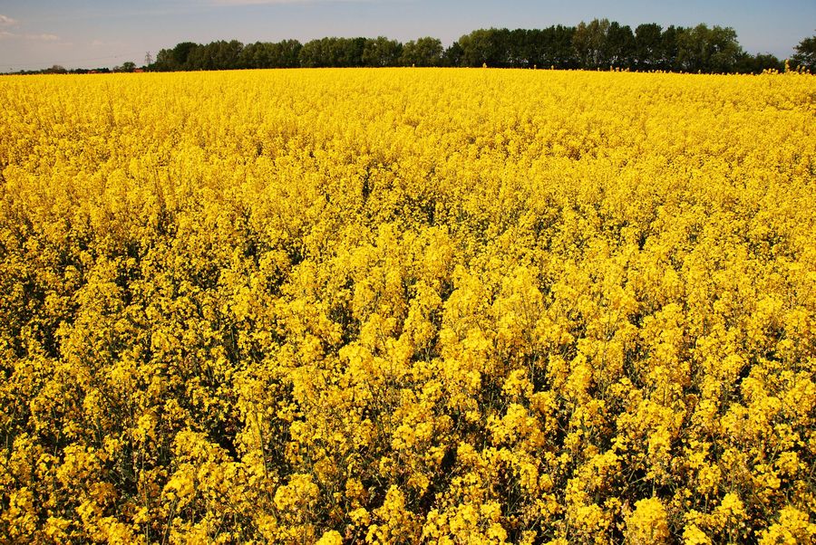 Das Schöne am Frühling sind die Farben.