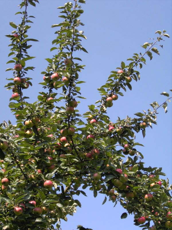 das schöne am herbst