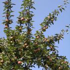 das schöne am herbst