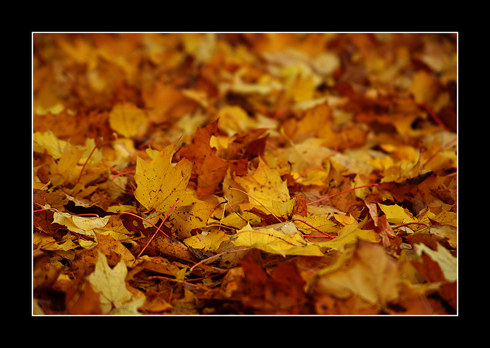 Das Schöne am Herbst