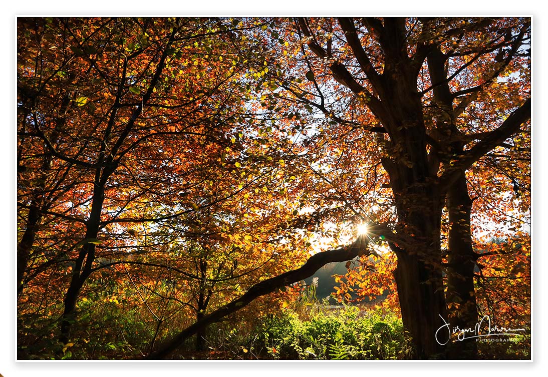 Das Schöne am Herbst