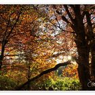 Das Schöne am Herbst