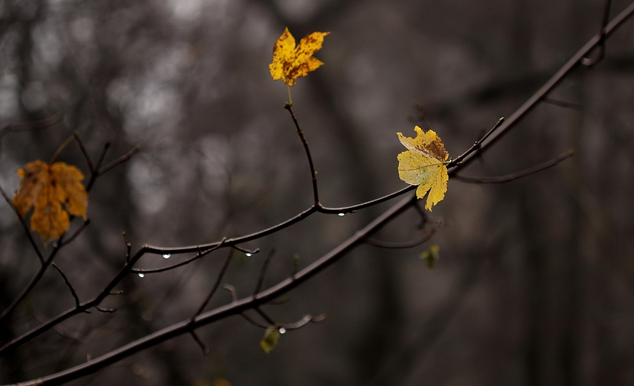 Das Schöne am November ....