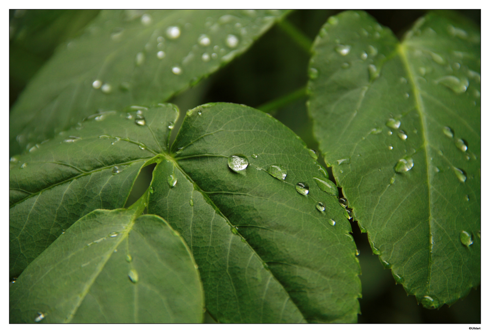 Das schöne am Regen