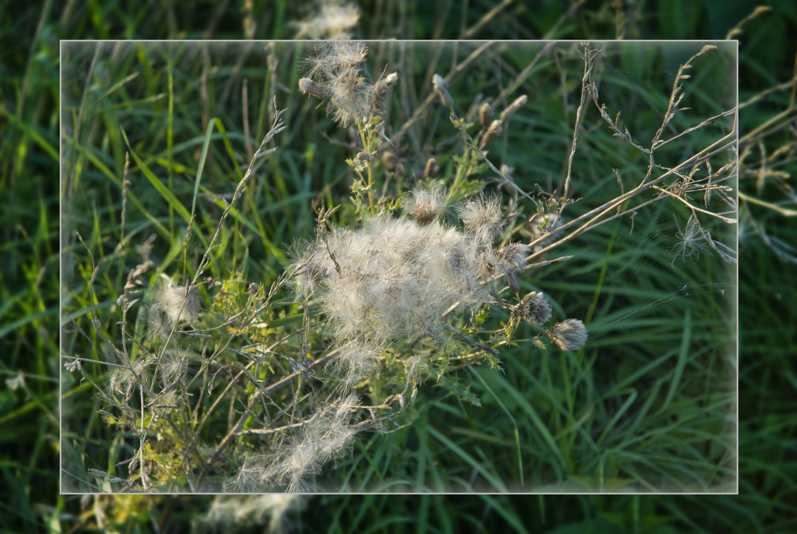 Das schöne Ende der Pusteblume