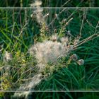 Das schöne Ende der Pusteblume