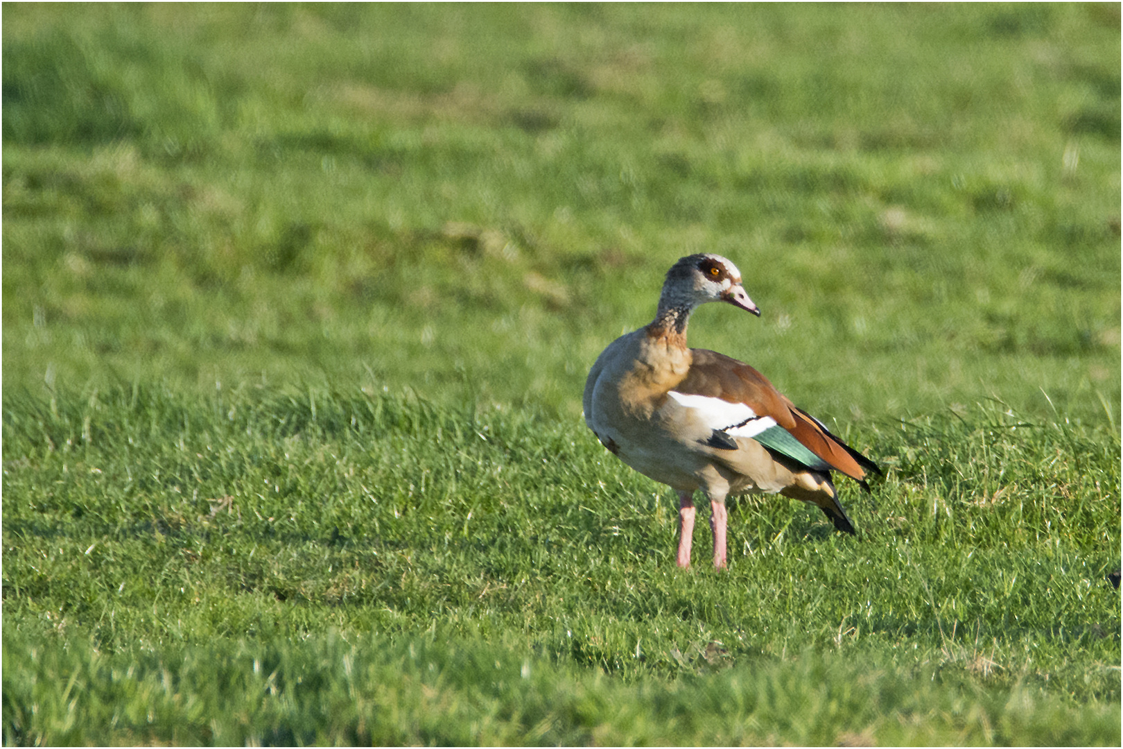 Das schöne Gefieder der Nilgans (Alopochen aegyptiaca) . . .