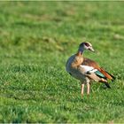 Das schöne Gefieder der Nilgans (Alopochen aegyptiaca) . . .