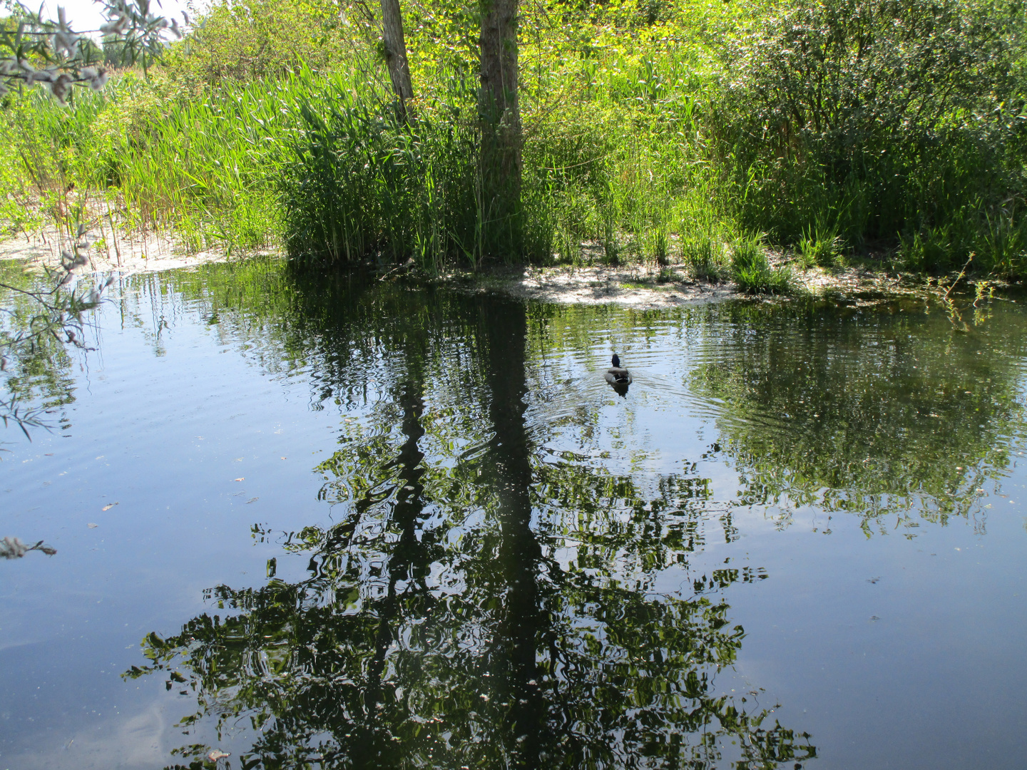 Das schöne in der Natur