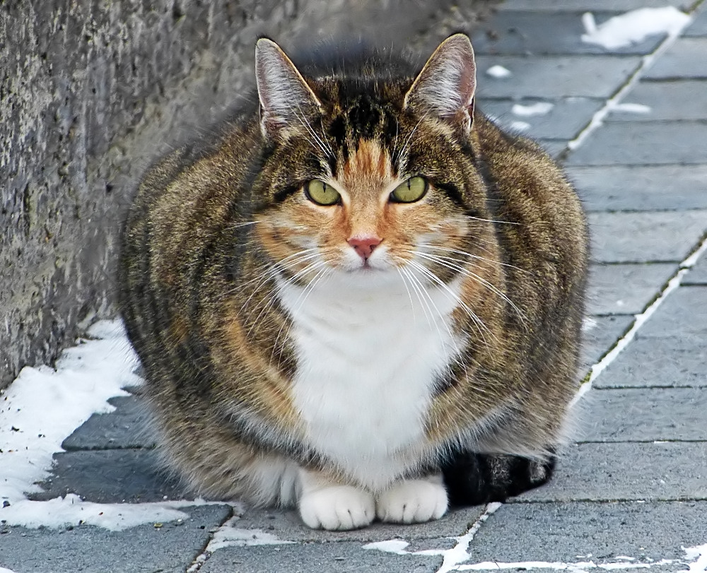 Mädchen von nebenan aus