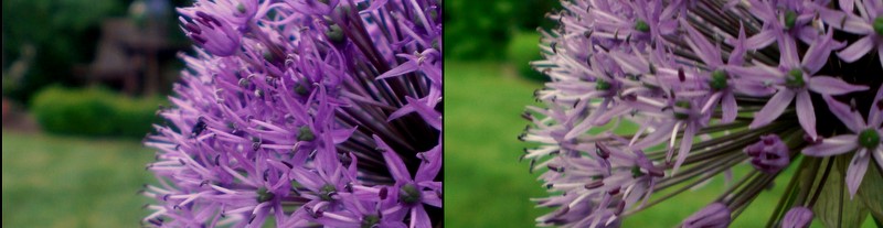 das schöne wächst langsamer.;D blumen, lumenb, umenbl.