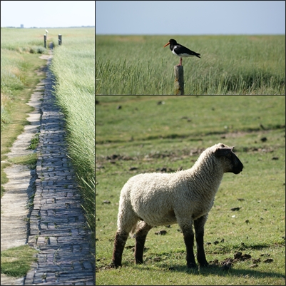 das schöne wattenmeer