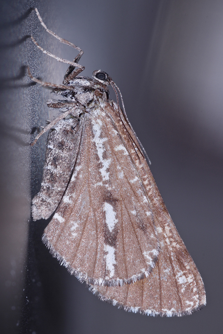 Das schöne Weibchen eines KIEFERNSPANNERs (Bupalus piniaria) ...