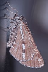 Das schöne Weibchen eines KIEFERNSPANNERs (Bupalus piniaria) ...