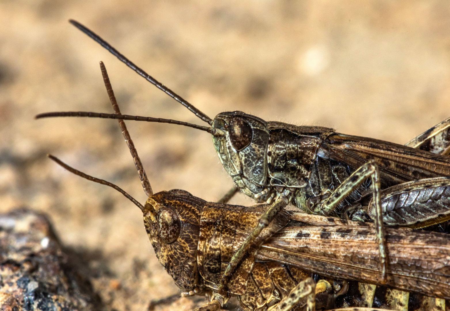 Das schöne Wetter Foto & Bild tiere, wildlife, insekten Bilder auf