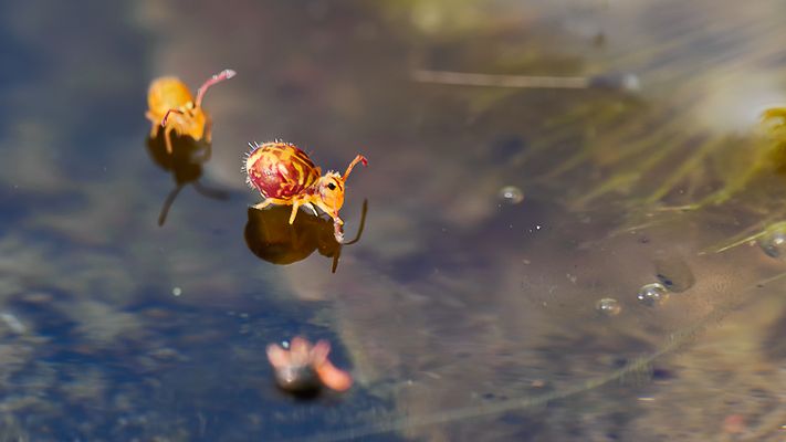 Das schöne Wetter lockt sie raus