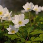 Das Schönfelder Hochland blüht