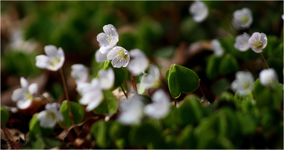 Das Schönste am Frühling ...