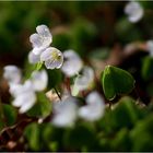 Das Schönste am Frühling ...