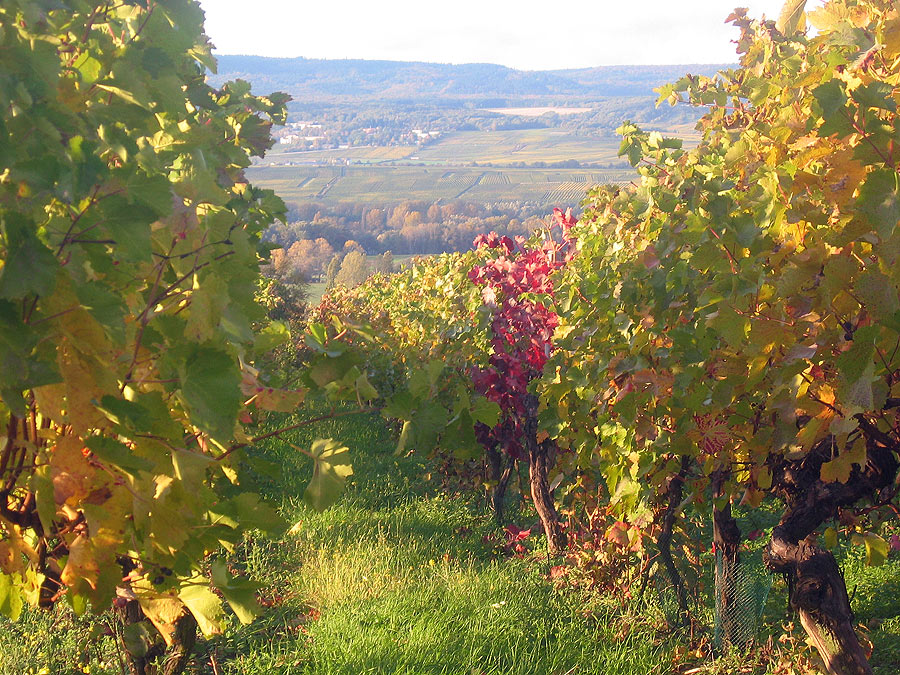 Das Schönste an Rheinhessen...