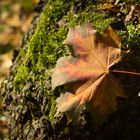 Das schönste Blatt