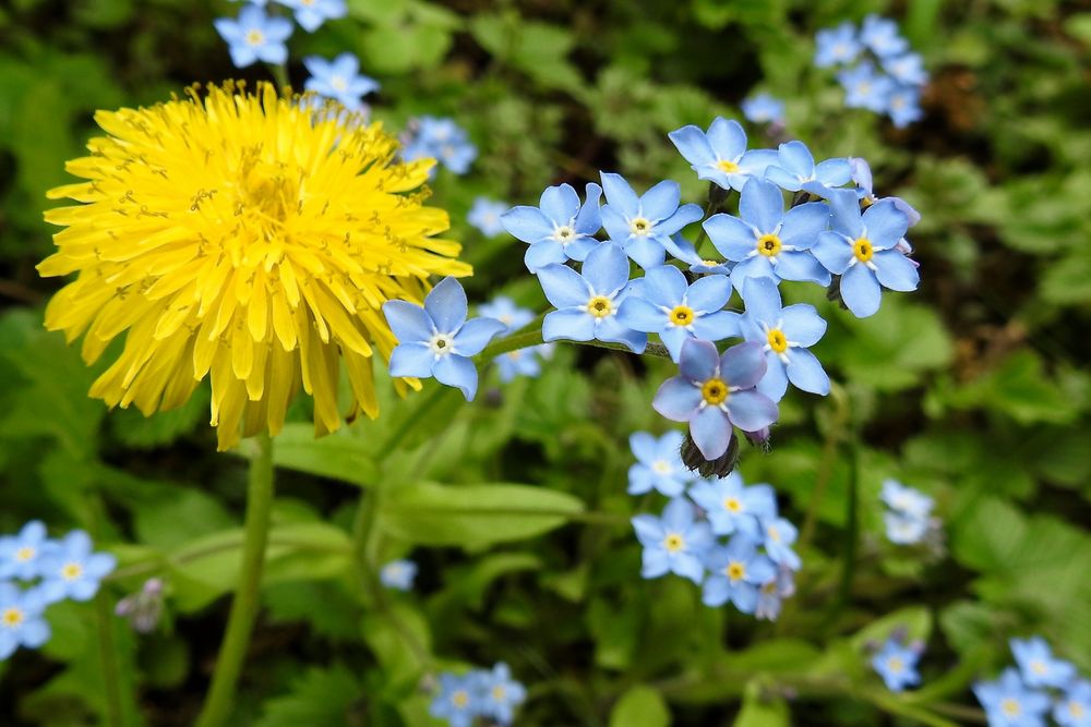 das schönste Blau